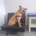 Limehouse Veterinary Clinic