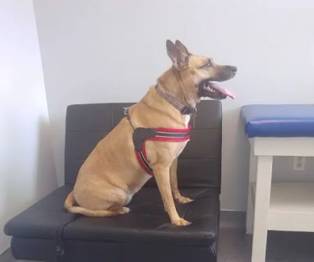 Limehouse Veterinary Clinic