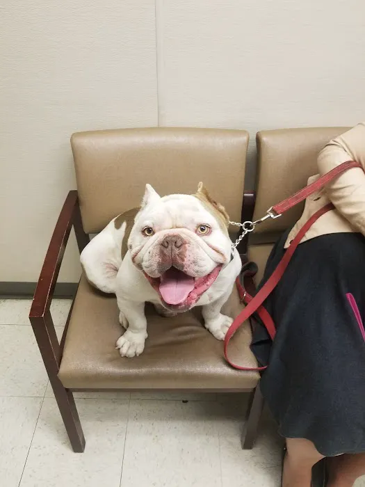 VCA Burbank Animal Hospital Picture 3