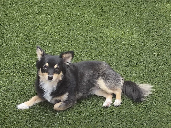 Angelus Pet Hospital Picture 9