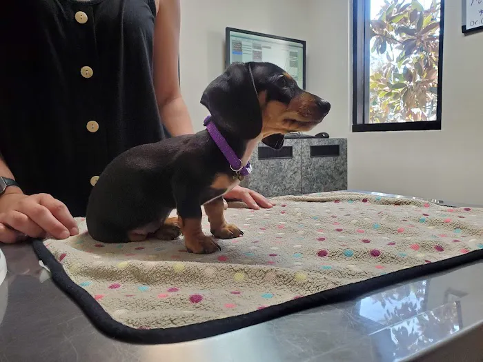 Parkview Pet Clinic, A Thrive Pet Healthcare Partner Picture 8