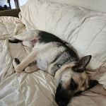 Best care pet clinic