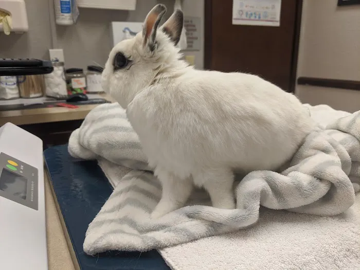 VCA Arden Animal Hospital Picture 3