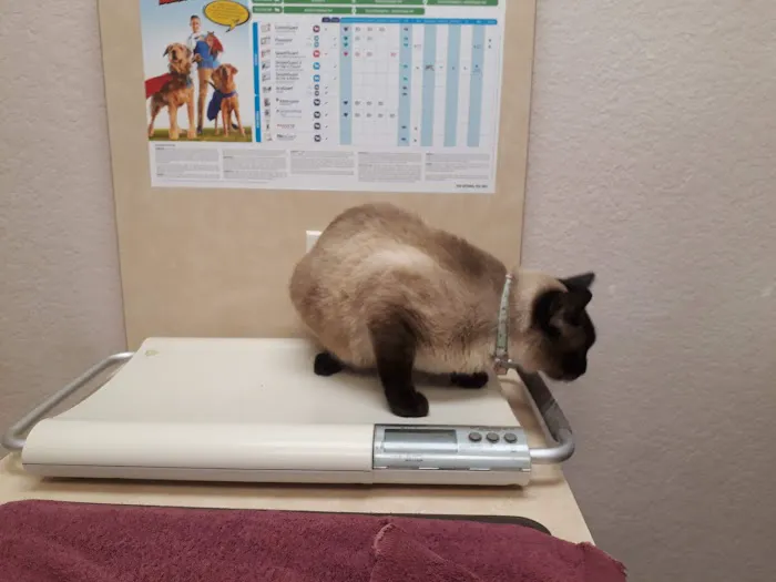 VCA Arden Animal Hospital Picture 1