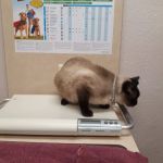 VCA Arden Animal Hospital