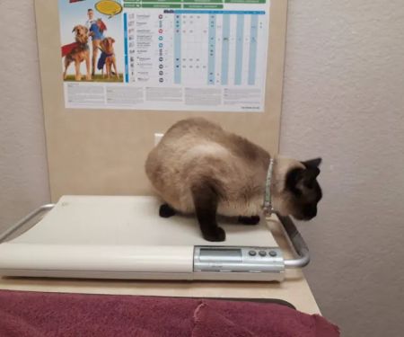 VCA Arden Animal Hospital