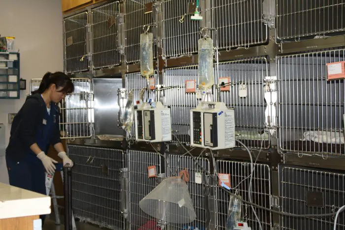VCA Arden Animal Hospital Picture 7
