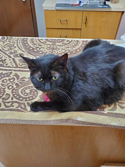 VCA Arden Animal Hospital Picture 8