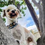 Glendale Small Animal Hospital
