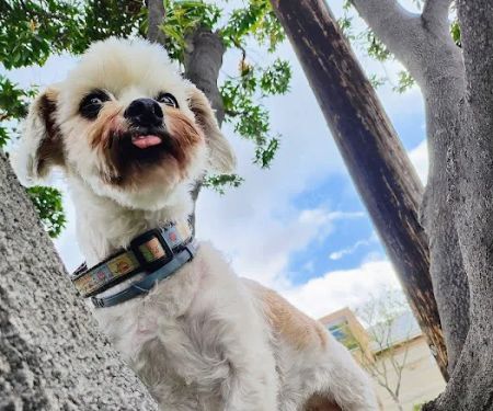 Glendale Small Animal Hospital