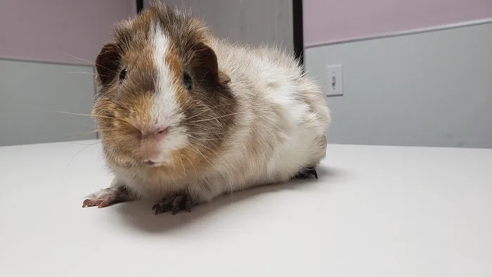 Glendale Small Animal Hospital Picture 4