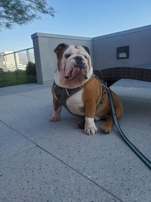 Glendale Small Animal Hospital Picture 7