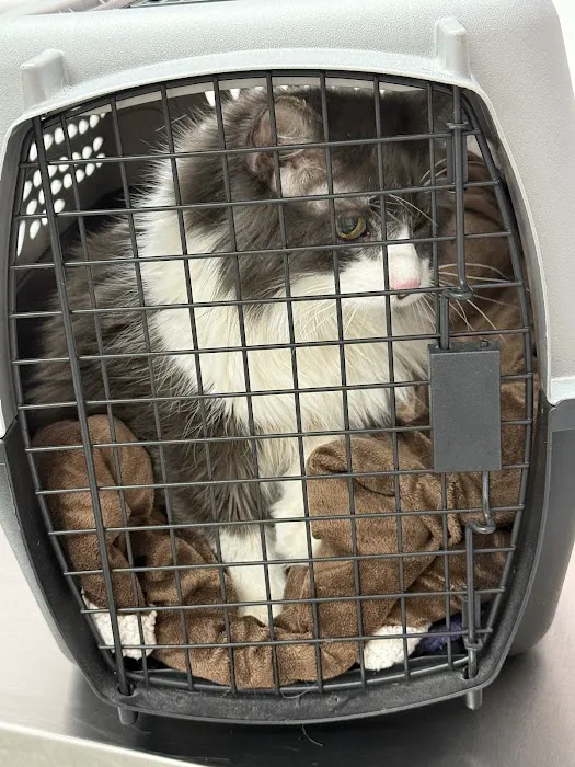 Glendale Small Animal Hospital Picture 5