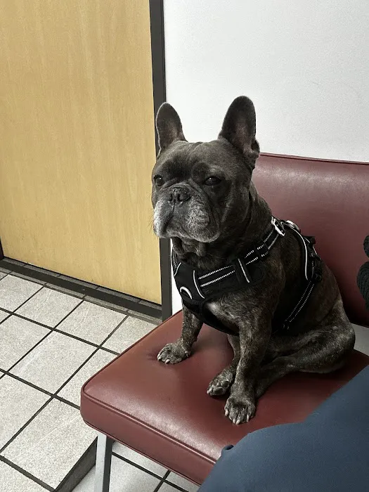 Glendale Small Animal Hospital Picture 9