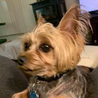 Dr Shipp's Animal Hospital ico