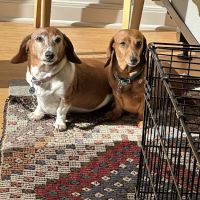 Beverly Hills Small Animal Hospital ico
