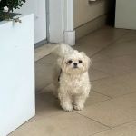 West Hollywood Animal Hospital