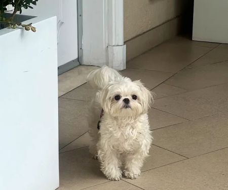 West Hollywood Animal Hospital