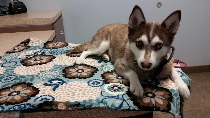 West Hollywood Animal Hospital Picture 8