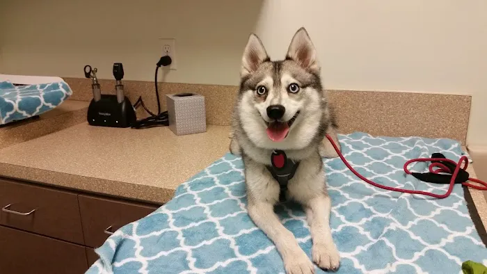 West Hollywood Animal Hospital Picture 10