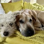 Park La Brea Veterinary Care