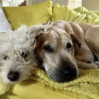 Park La Brea Veterinary Care ico