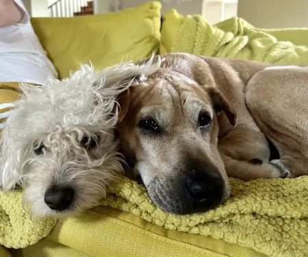 Park La Brea Veterinary Care