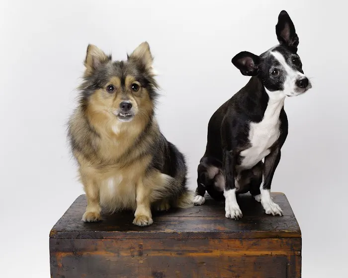 Park La Brea Veterinary Care Picture 5