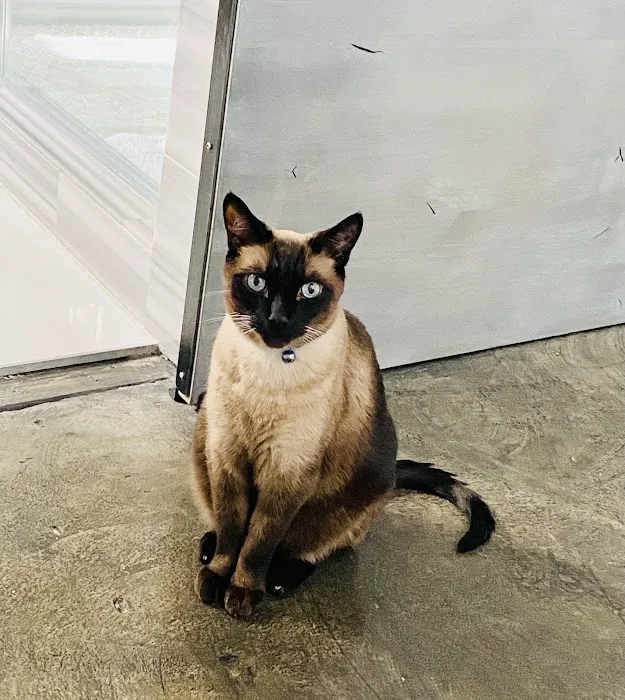 Park La Brea Veterinary Care Picture 6