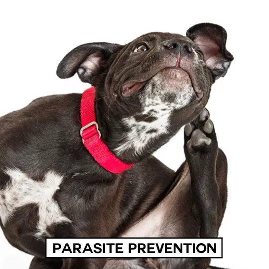 Aristide, Mobile Veterinarian Picture 5