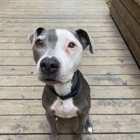 VCA TLC Animal Hospital ico