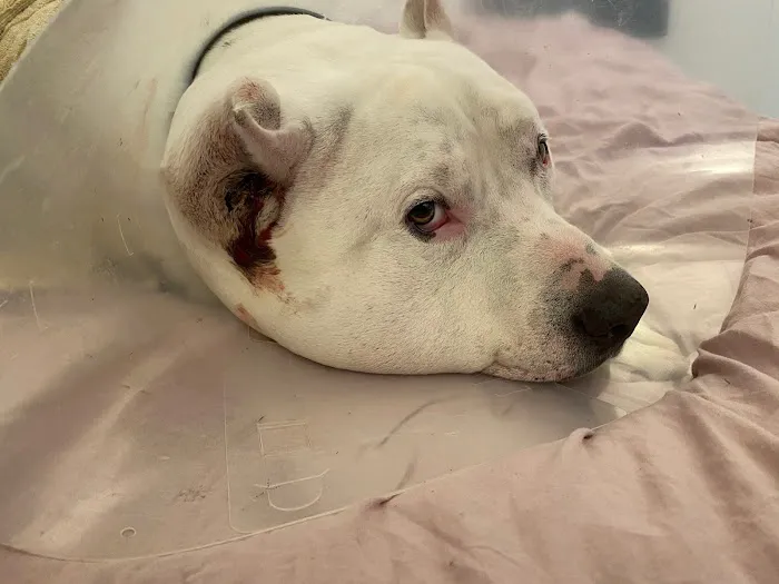 VCA TLC Animal Hospital Picture 4