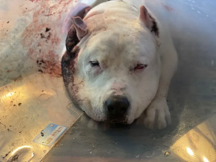 VCA TLC Animal Hospital Picture 5