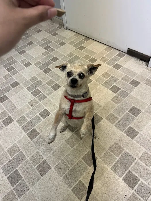 Culver City Animal Hospital Picture 4