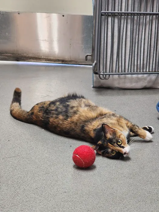 Culver City Animal Hospital Picture 5