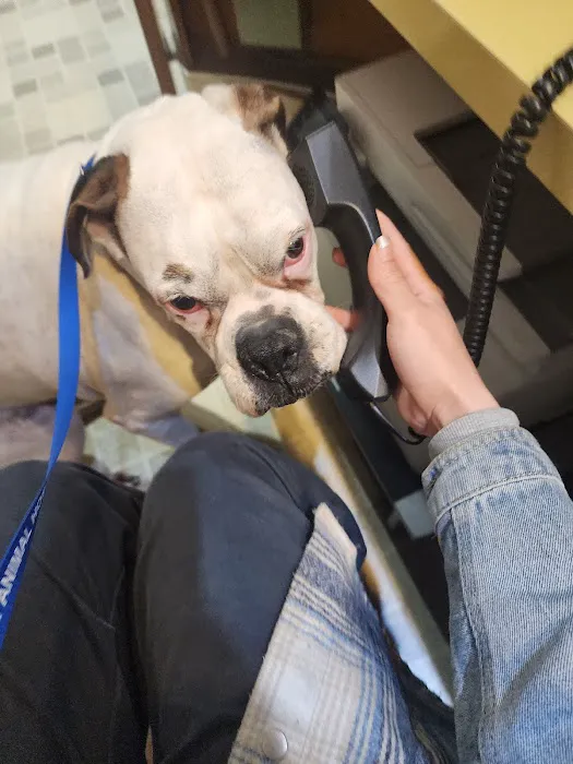 Culver City Animal Hospital Picture 8