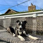 Family Pet Clinic of Redondo Beach