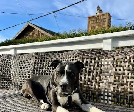 Family Pet Clinic of Redondo Beach