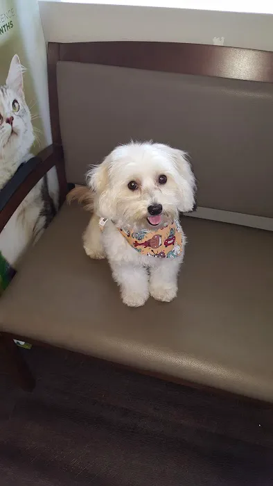 VCA Coast Animal Hospital Picture 1