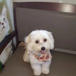 VCA Coast Animal Hospital
