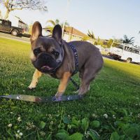PAW Veterinary Center ico