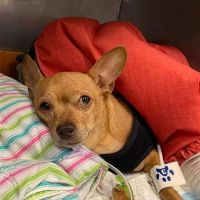 VCA Advanced Veterinary Care Center ico