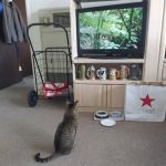 Hermosa Animal Hospital: Overturf Kimberley DVM