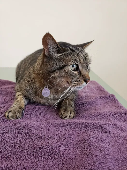 VCA Hermosa Animal Hospital Picture 10