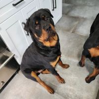 Redwood Animal Hospital ico