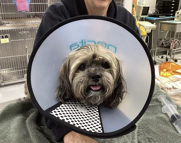 Redwood Animal Hospital Picture 5