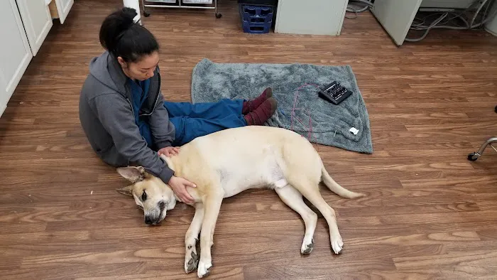Pet Clinic Picture 2