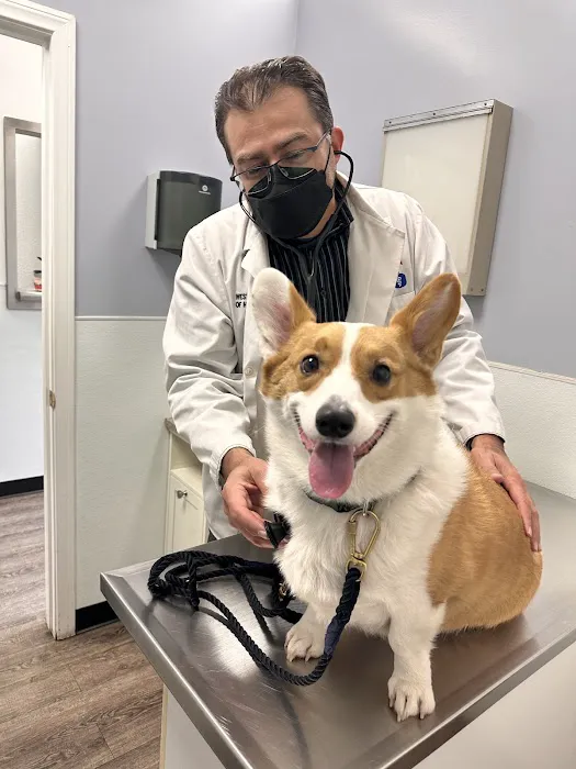 American Veterinary Services Picture 1