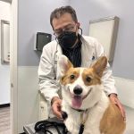 American Veterinary Services