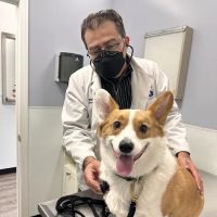 American Veterinary Services ico